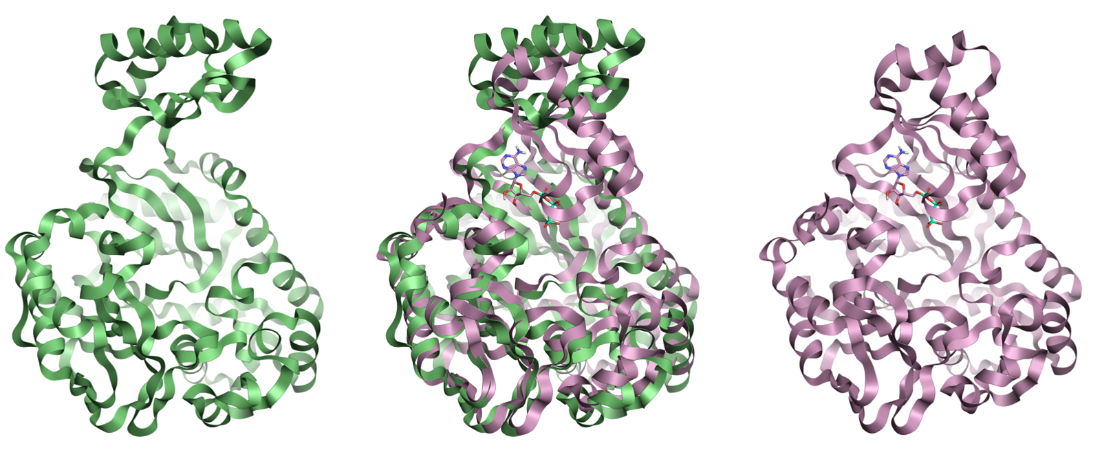 Example protein movements upon ATPbinding for the biotin carboxylase subunit of pyruvate carboxylase using crystal structures