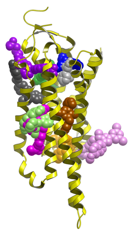 Experimentally validated allosteric sites in GPCRs