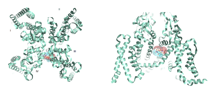 Figure 3_Rabbit Cav1.1 PDB_3JBR with Nifedipine and corresponding positive and negative electrostatics