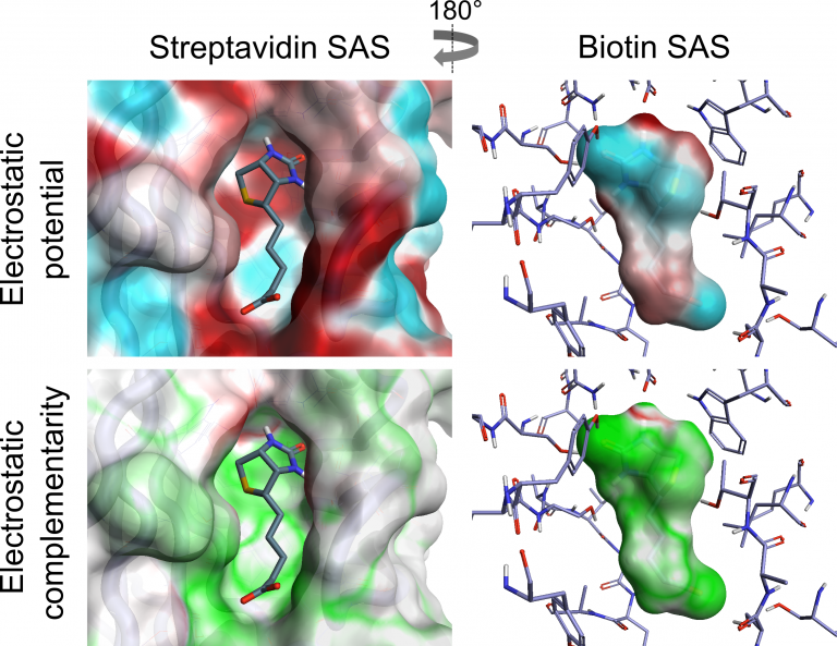 Visualization of ESP and EC of the biotin-streptavidin complex