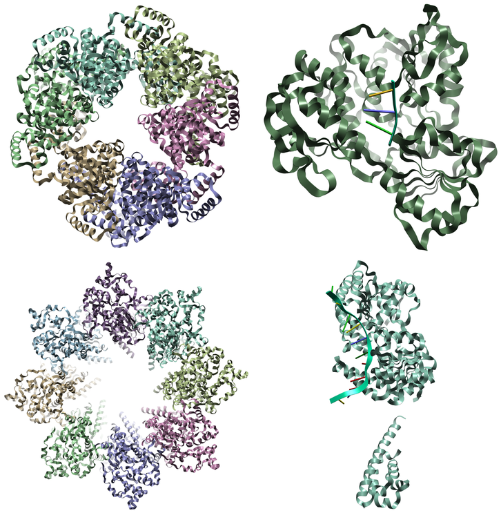 Figure 2. Examples of different states of different helicase structures