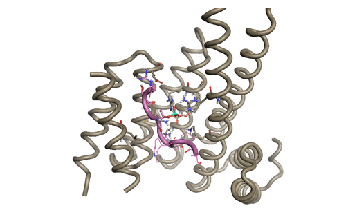 Figure 3_6QZR crystal structure of the 14-3-3 protein with a phospho-peptide fragment of FOXO1