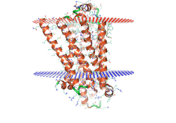 Flare Membrane Protein Dynamics