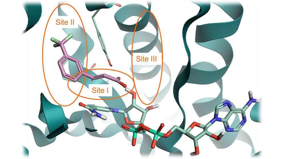 InhA protein from PDB: 6SQ5 with three key sites identified