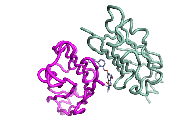 PD-L1 with inhibitor protein-ligand-protein sandwich