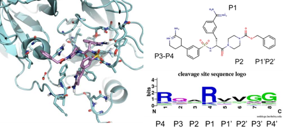 Matriptase binding model shown in cyan ribbon with sulphonamide inhibitor (lilac) modeled in the monomeric form. Schematic binding assignment of the inhibitor's component parts.