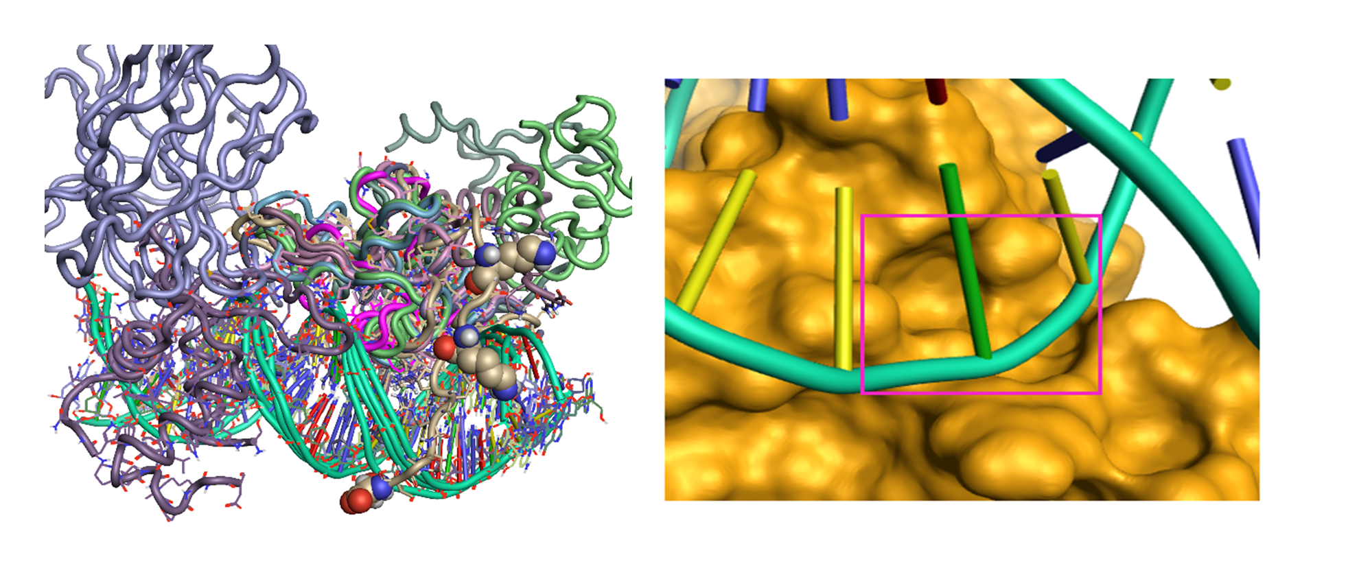 Figure 2_Align and superimpose the available crystal structures of the DNA-binding domain of the FOXO protein family