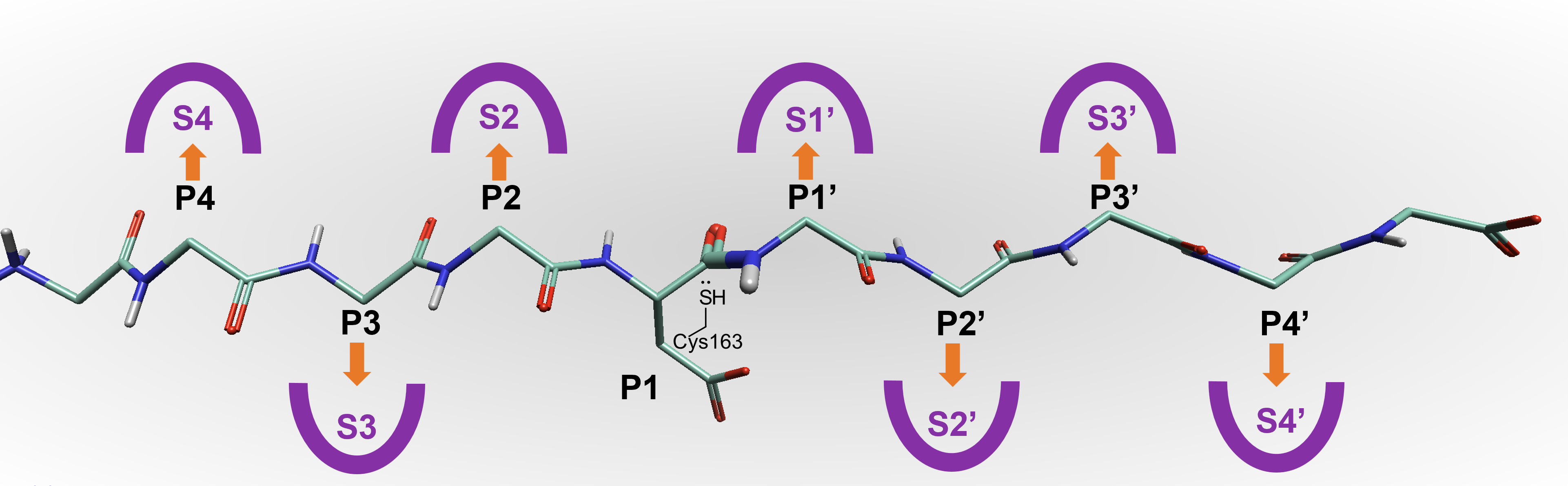 Representation to show a bound peptide in Caspase-3