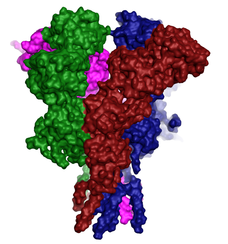 PDB 4PE5 loaded into Flare demonstrating the tetrameric nature of the NMDA receptor