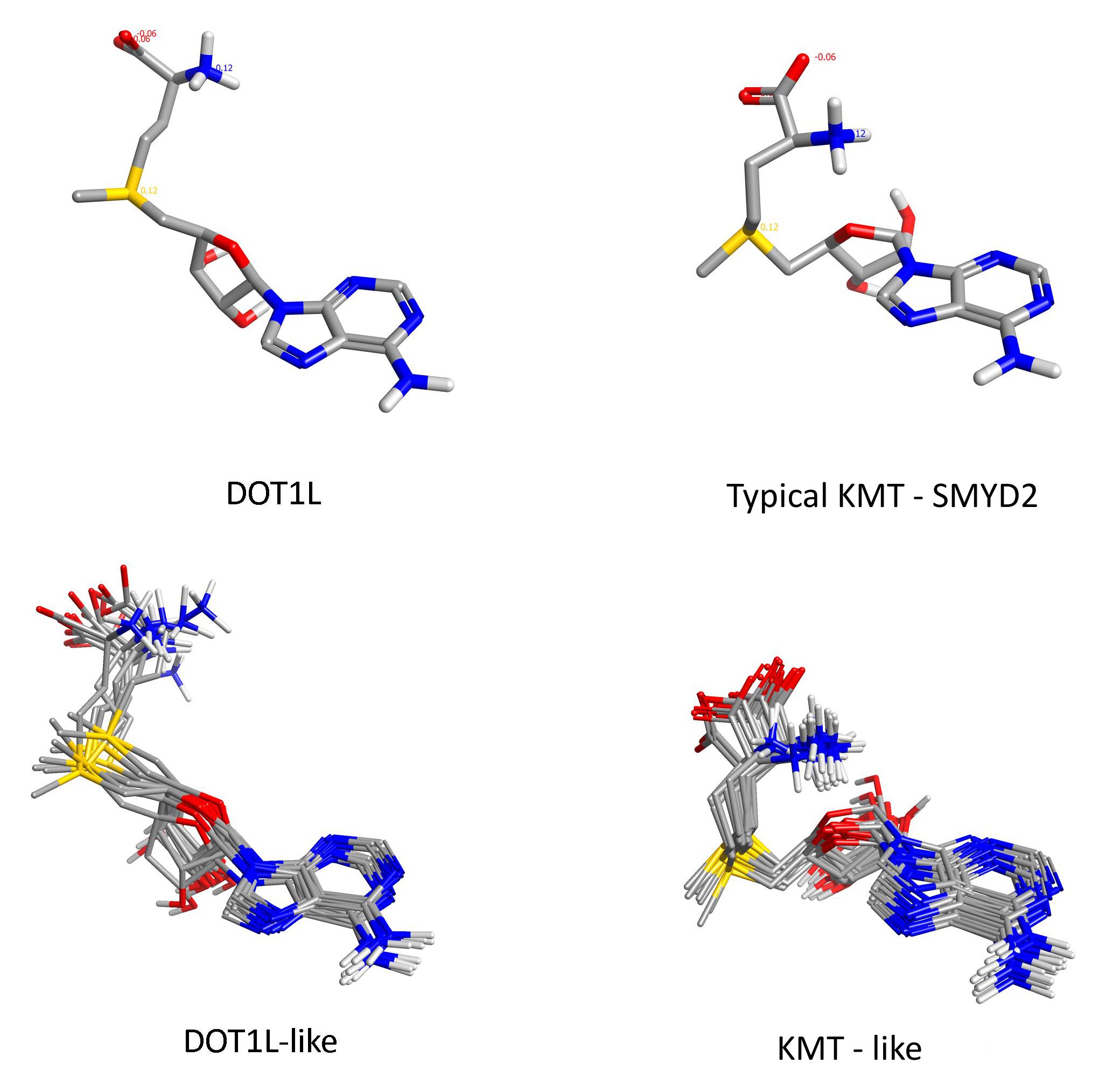 Figure 1. SAM conformations from SAM utilising enzymes observed from the PDB